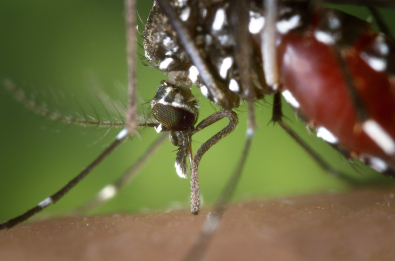 mosquito-aedes-aegypti-femea-e-a-transmissora-da-dengue-e-febre-amarela.jpg