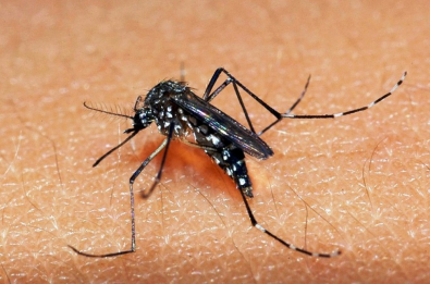 DENGUE.jpg