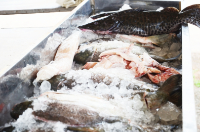 peixesanto.jpg