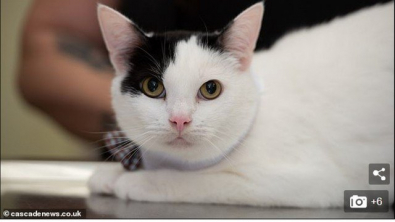 gato.jpg