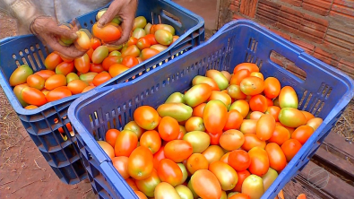 tomate.jpg