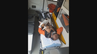 cachorro-samu.jpg