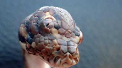 SERPENTE.jpg