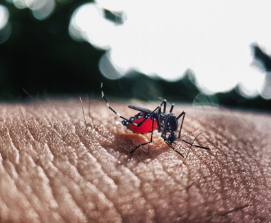mosquito.jpg