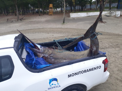 GIGANTE2.jpeg