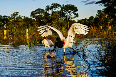 pantanal3.jpg