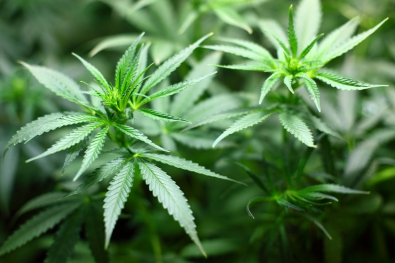 maconha.jpg