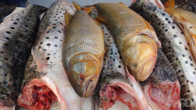 pesca