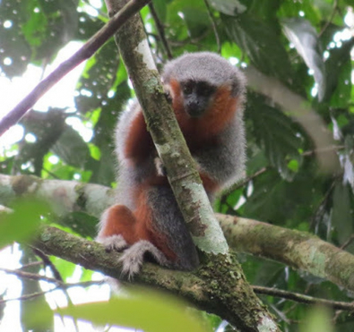 macaco2.jpg