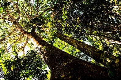 Floresta_MEV7340_Floresta.jpg