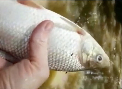 peixe.jpg