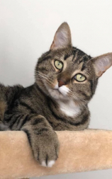 gato.jpg