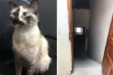 gato heroi.jpg