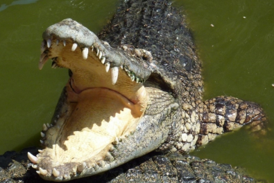 CROCODILO.jpg