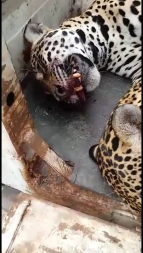 oncamortascocalinho/folhamax