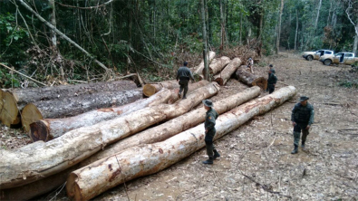 floresta-desmatada.jpg