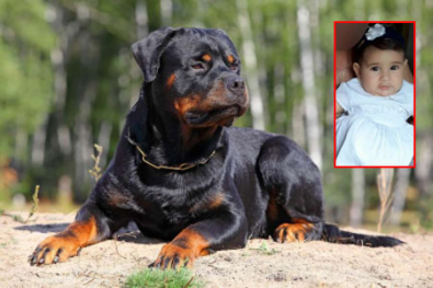 rotweiller-bebe.jpg