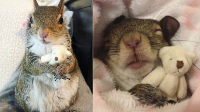 Esquilo / urso 