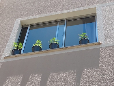 pï¿½ de maconha.jpeg
