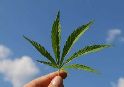 MACONHA.jpg