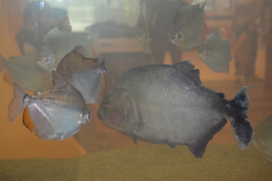 PIRANHA-FOLHAMAX.jpg
