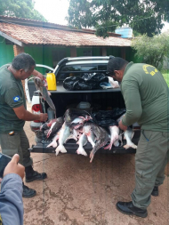 piracema1.jpg