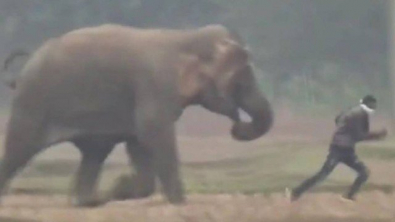elefante.jpg