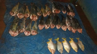 Pescado Poconï¿½.jpg