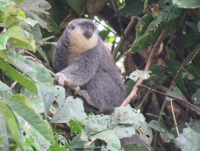 macaco.jpg