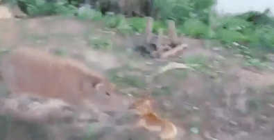 CAPIVARA.jpg
