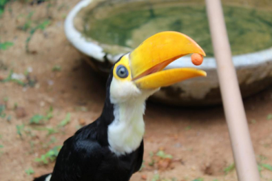 tucano11.jpg