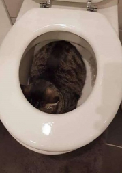 GATO PRIVADA.jpg
