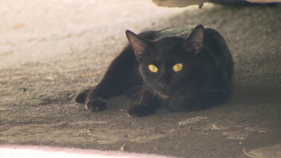GATOS.jpg