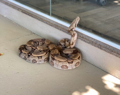 cobra-2.jpg