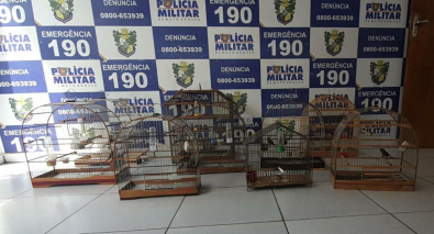 PM encontra cativeiro de aves silvestres vendidas por R$ 10 mil