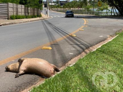 capivara.jpg