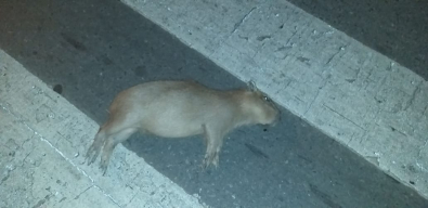 Capivara atropelamento / Folhamax 