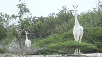 Girafa