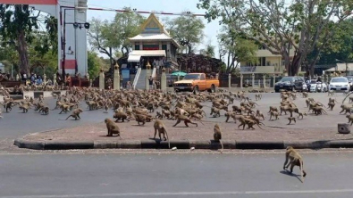 MACACO