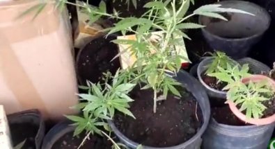 plantaï¿½ï¿½o de maconha