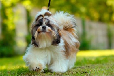 shih-tzu-1-696x464.jpg