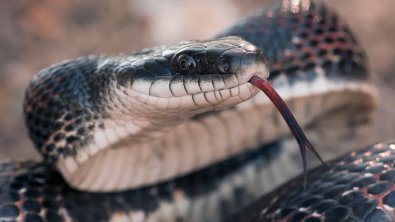 naom_5d3fea19e3fe5.jpg