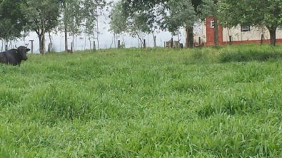 fazenda