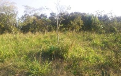 matagal