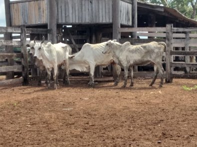 PM evita mega-roubo de gado em Barra do Bugres