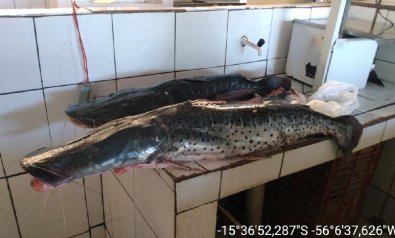 pescado.jpg