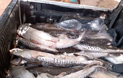 pescado .jpg