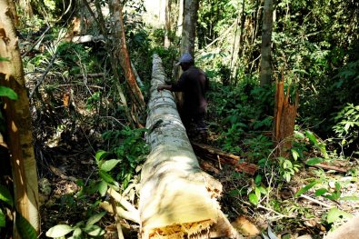 desmatamento amazonia.jpg
