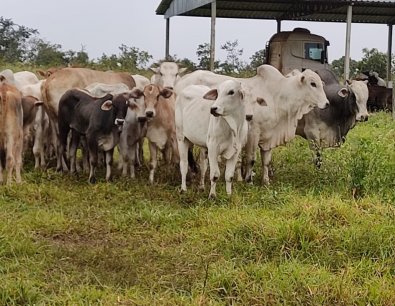 gado em chapada 1