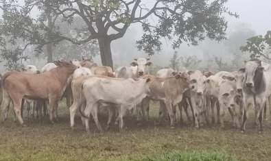gado em chapada 1
